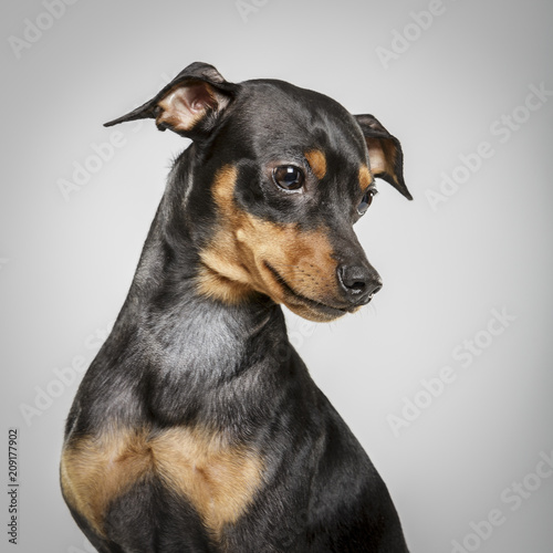 Studio portrait of an expressive pinscher dog against neutral background