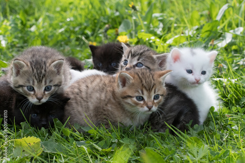 group of little kittens in green grass © vaclav