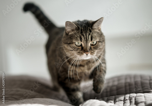 Fototapeta Naklejka Na Ścianę i Meble -  cat in sunny room on the bed
