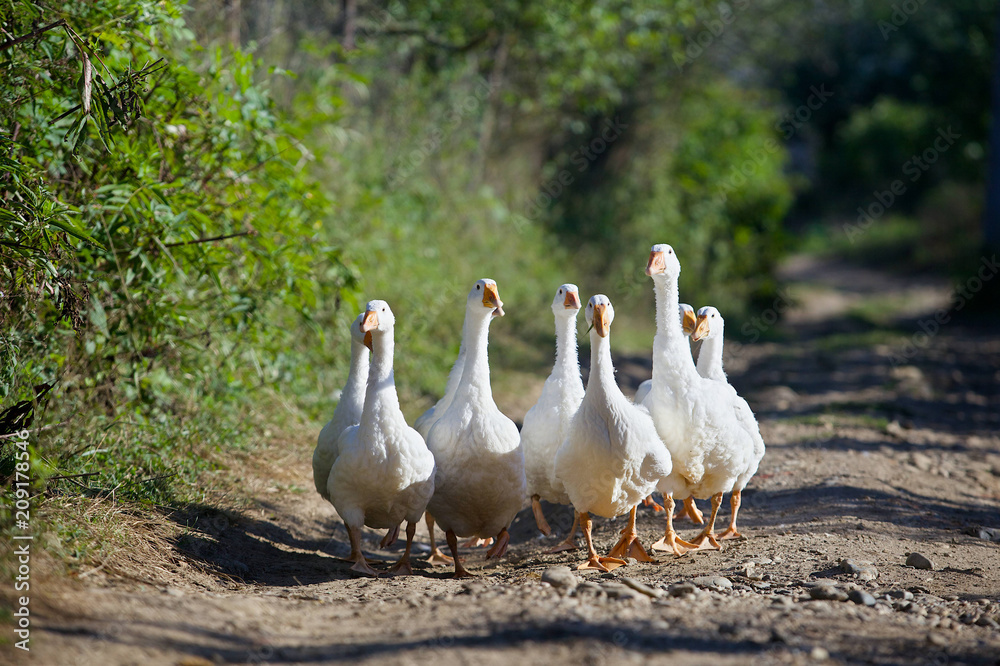 Obraz premium Geese white go on the road