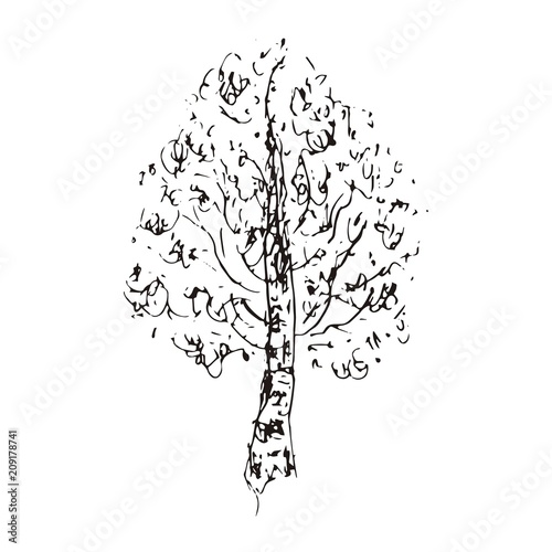 Birch tree. Vector Sketch Illustration. One.