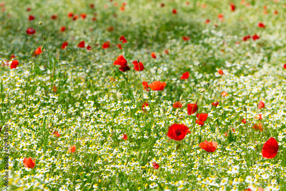 Red poppy on a meadow with a lot of white daisies or chamomile and cornflower in golden sunlight, abundance wild flower background with copy space, selected focus, narrow depth of field