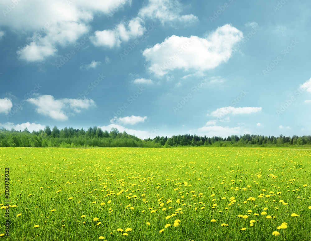 field of spring flowers and perfect sky