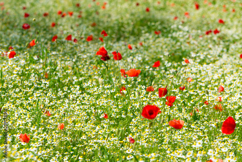 Red poppy on a meadow with a lot of white daisies or chamomile and cornflower in golden sunlight, abundance wild flower background with copy space, selected focus, narrow depth of field