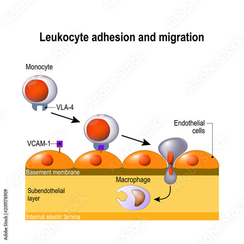 development of leukocyte from monocyte to macrophage.