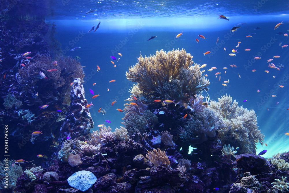 Obraz premium 熱帯魚 サンゴ礁 ラグーン 水族館 水槽 海中