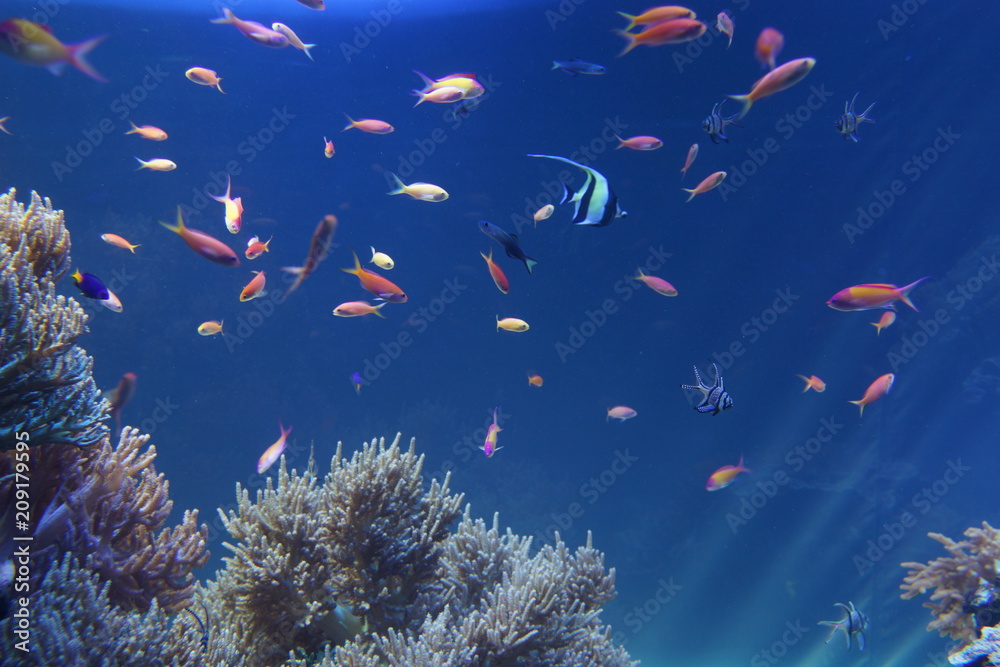 熱帯魚　サンゴ礁　ラグーン　水族館　水槽　海中