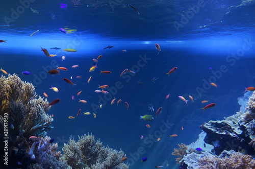 Fototapeta Naklejka Na Ścianę i Meble -  熱帯魚　サンゴ礁　ラグーン　水族館　水槽　海中