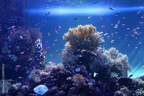 Fototapeta Naklejka Na Ścianę i Meble -  熱帯魚　サンゴ礁　ラグーン　水族館　水槽　海中