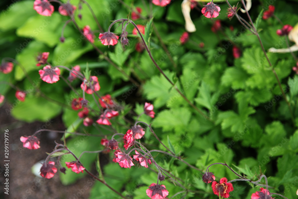 Fototapeta premium small flowers