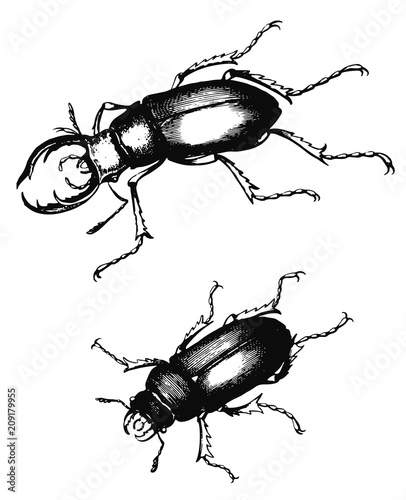 Stag-Beetle - Lucanus cervus #vector #isolated - Hirschkäfer