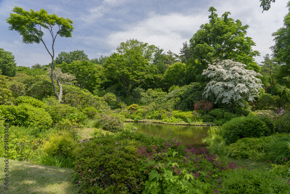 Obraz premium 森の庭園