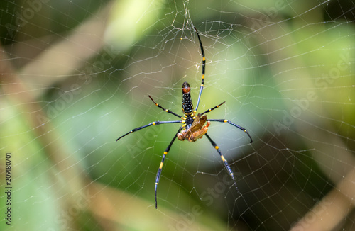 A colorful spider in the forest.so beautiful and fearful.