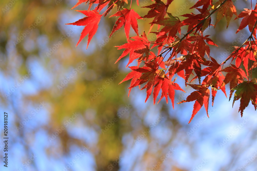 紅葉 紅葉