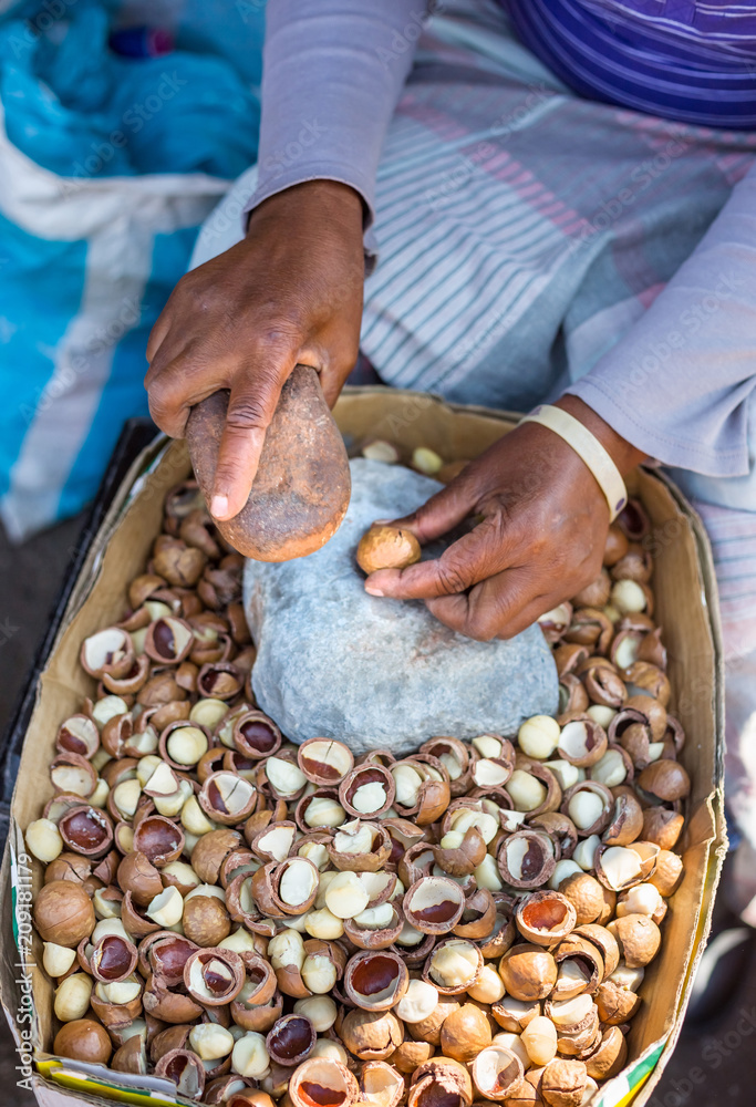 Cracking nuts open with a rock. Macadamia nuts.