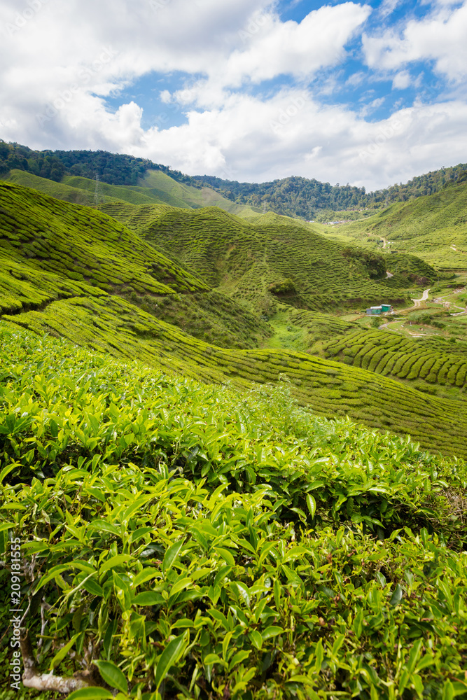 Cameron Highlands Bharat tea plantation