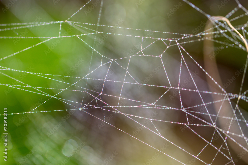 Spider web background Spider web background