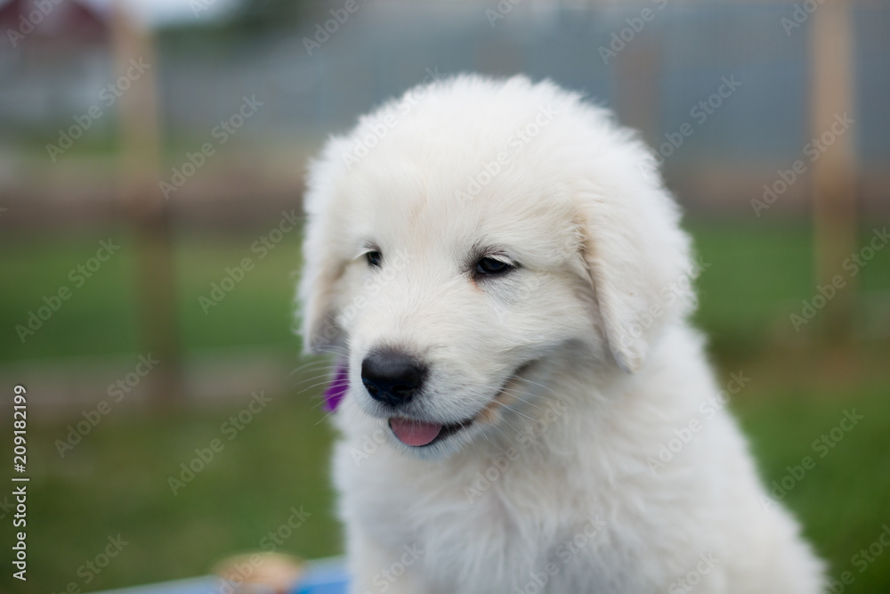 Portrait of a cute maremma puppy with purple ribbon sitting on the table outside in summer. Profile image of Adorable white fluffy puppy breed maremmano abruzzese dog Portrait of a cute maremma puppy with purple ribbon sitting on the table outside in summer. Profile image of Adorable white fluffy puppy breed maremmano abruzzese dog