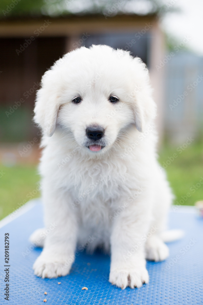Portrait of a cute maremma puppy with purple ribbon sitting on the table outside in summer. Close-up of funny white fluffy puppy breed maremmano abruzzese dog