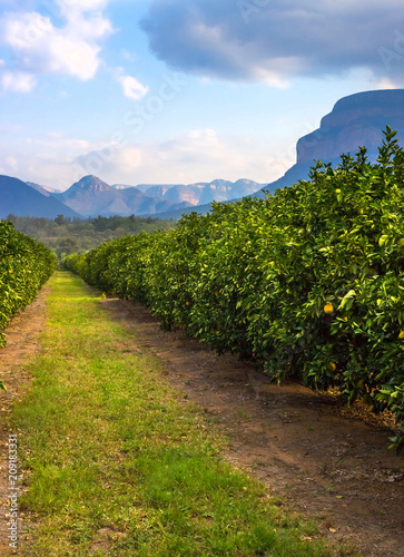 Orange orchard with view of mountains in distance.