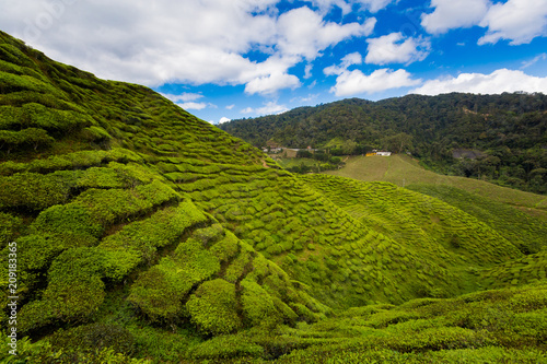 Cameron Highlands Bharat tea plantation
