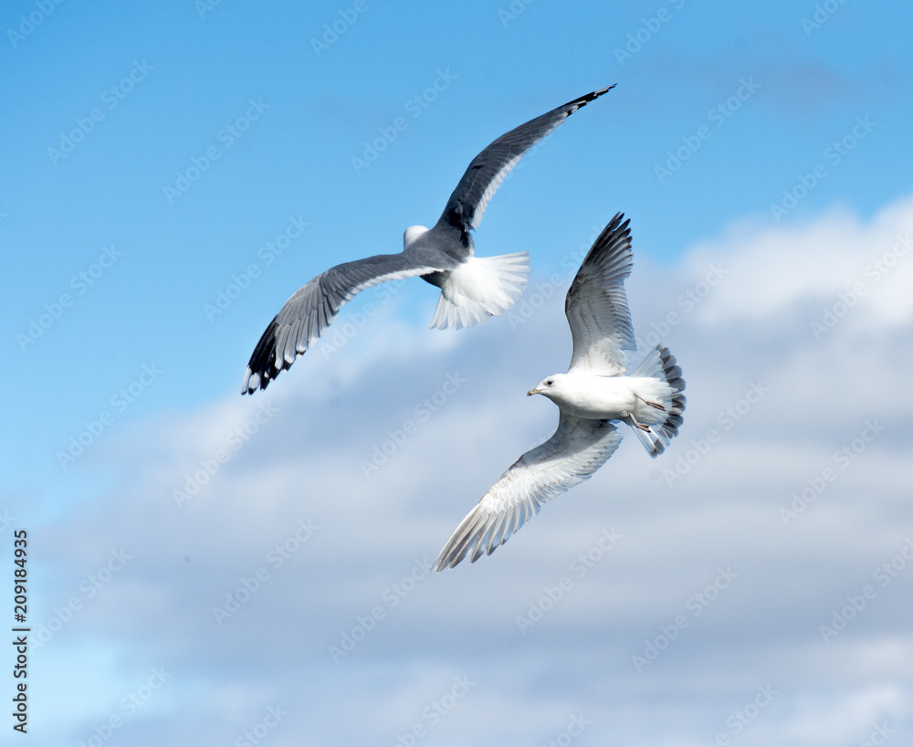 grey Seagull in flightgrey Seagull in flight,Tromso
