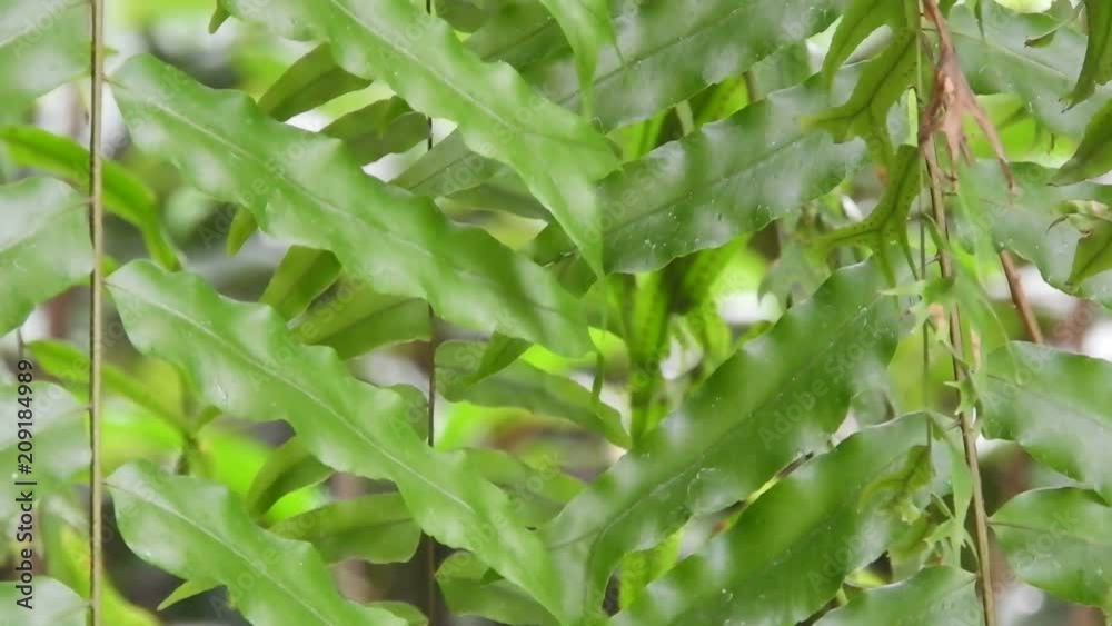fern leaf to the atmosphere when it rains. fern leaf to the atmosphere when it rains.