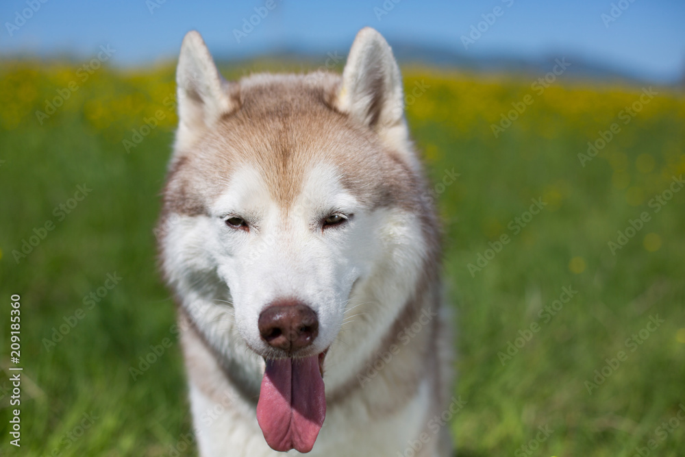 Portrait of A dog breed siberian husky with tonque hanging out is in the buttercup field. Image of Siberian husky is in beautiful grass and flowers.