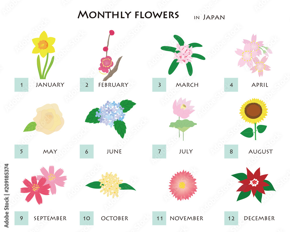 12 types of flowers illustration Stock Vector | Adobe Stock