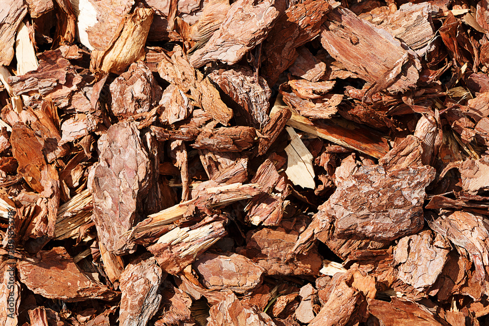 Interesting wooden texture. Pine bark pieces Interesting wooden texture. Pine bark pieces