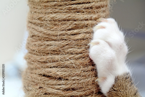 Cat Scratching.Claws on the scratching post