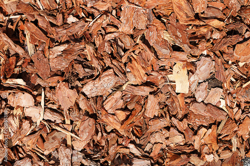 Interesting wooden texture. Pine bark pieces