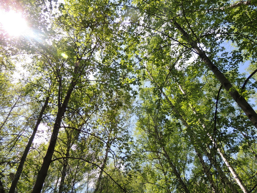 Obraz premium Новосибирск Бугринский парк