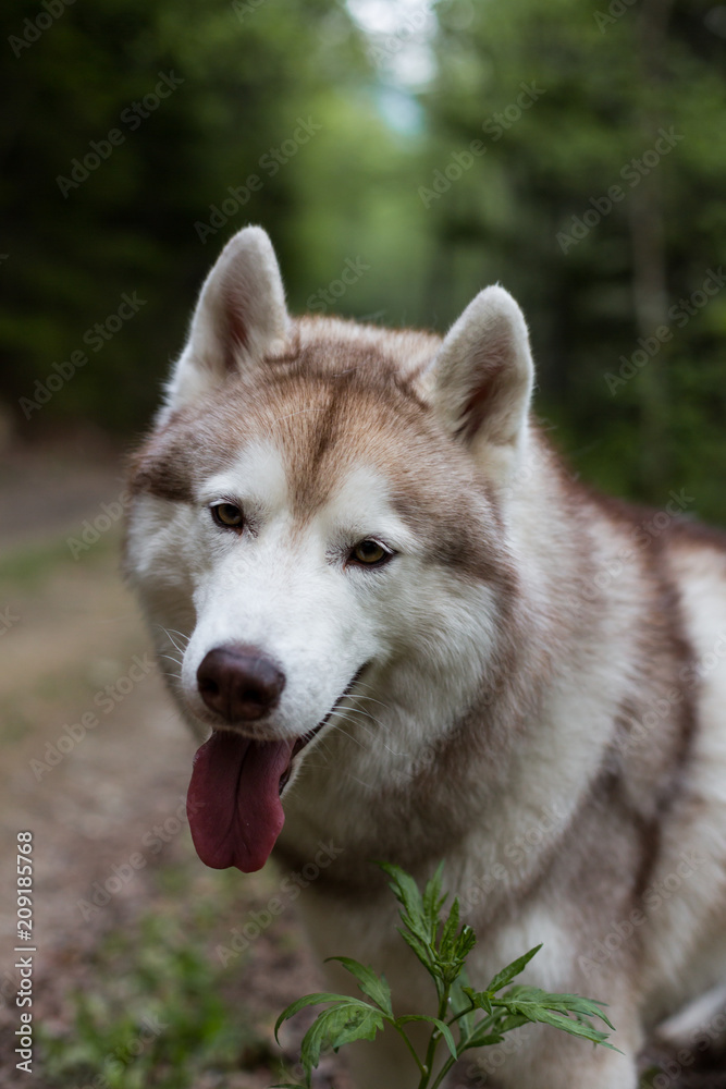 Close-up portrait of beautiful dog breed siberian husky with tonque hanging out in the forest Close-up portrait of beautiful dog breed siberian husky with tonque hanging out in the forest