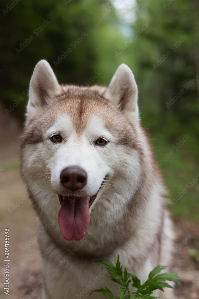 Close-up portrait of dog breed siberian husky with tonque hanging out in the forest