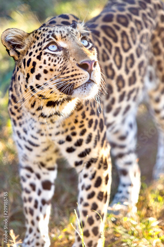 Leopard in the bush in a safari park.