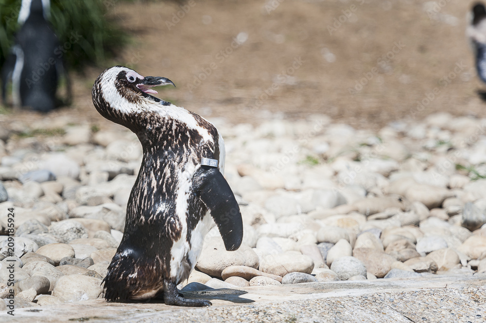 Fototapeta premium Manchot du Cap