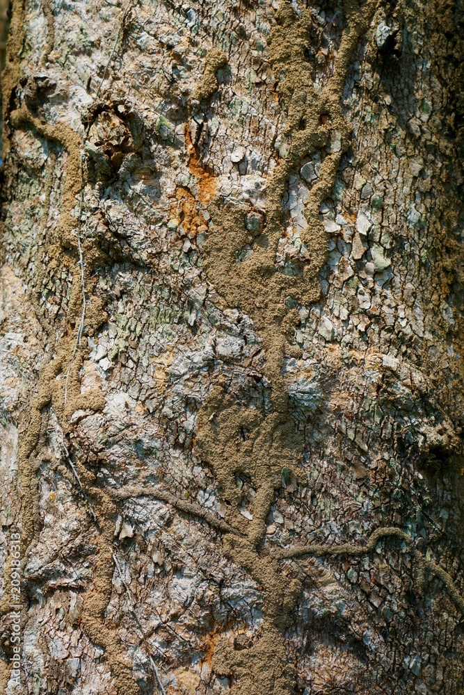 Wood texture background. trunk detail texture background. Bark tree texture wallpaper. Abstract background. postcard. Gnarl tree. Wood texture background. trunk detail texture background. Bark tree texture wallpaper. Abstract background. postcard. Gnarl tree.