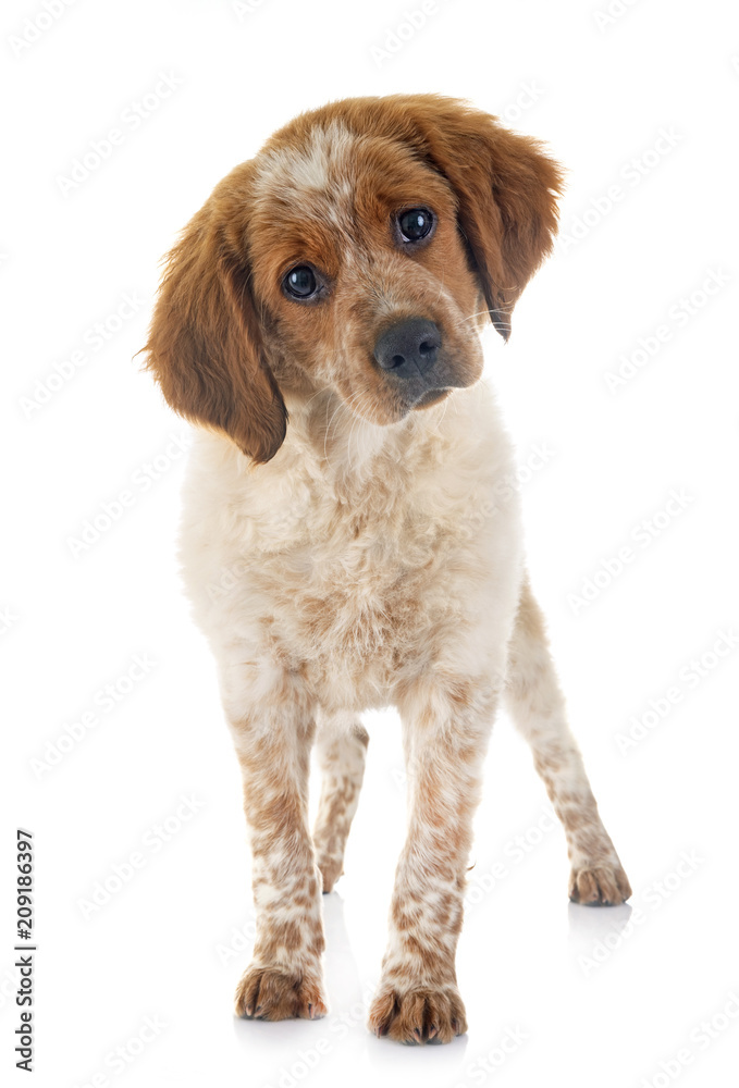 puppy brittany spaniel