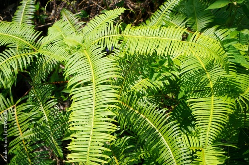 Ferns leaves green background. ground cover plants. Beautiful green ferns leaves in a forest. Pteridophyta  Filicophyta  Polypodiophyta  