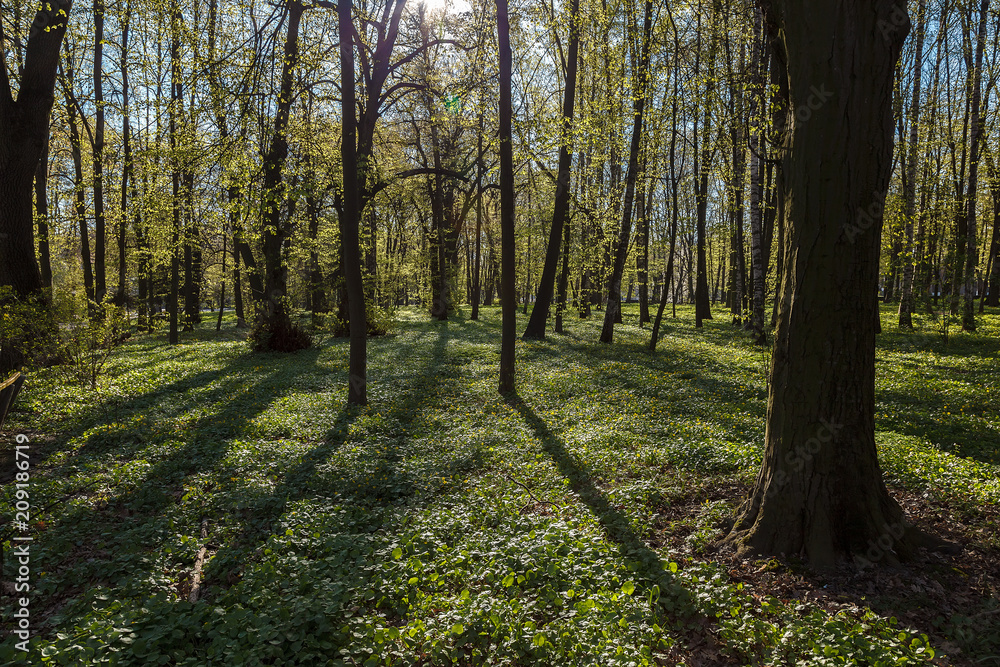 Fototapeta premium Green deciduous forest on a sunny day