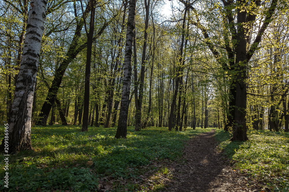Fototapeta premium Green deciduous forest on a sunny day