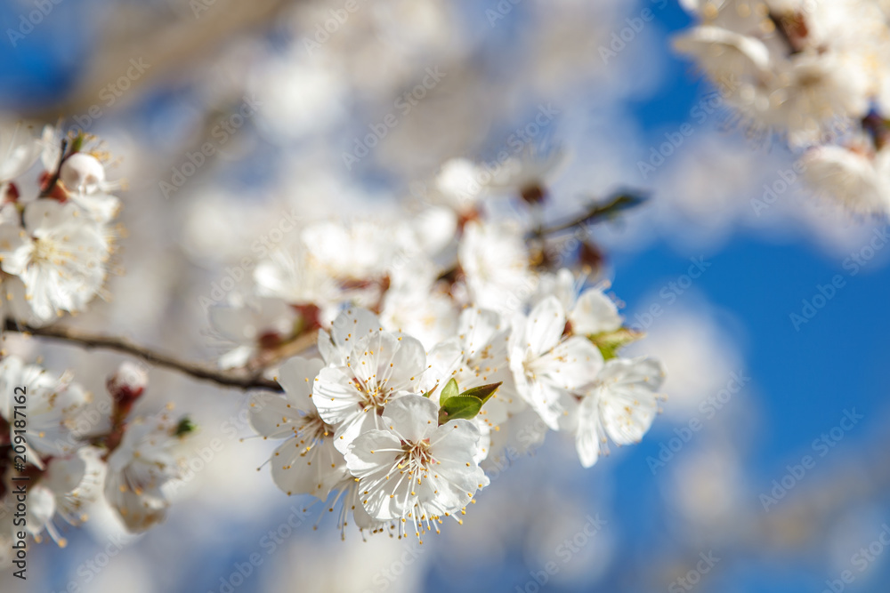 Flowering branch apricot tree against a blue sky Flowering branch apricot tree against a blue sky