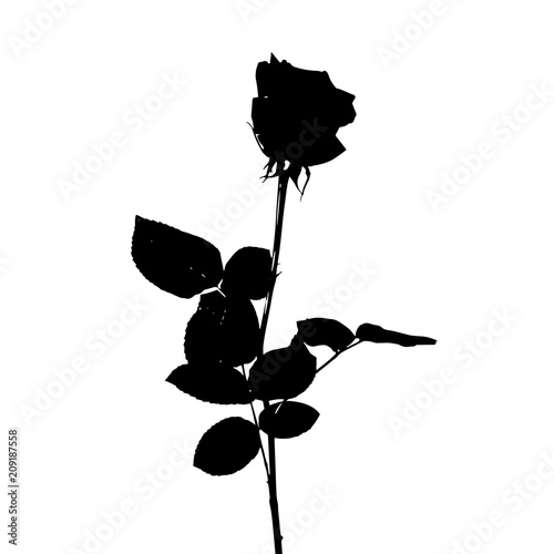 Black and white silhouette of rose. Isolated on White Background. vector Illu...