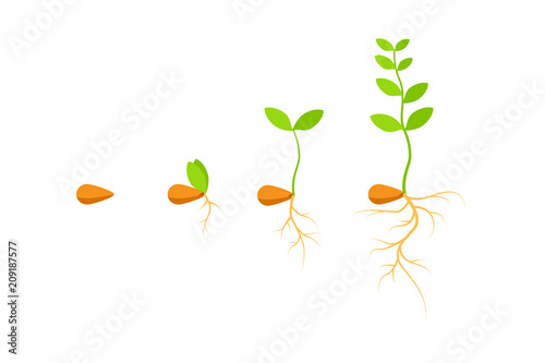 Process seed growing