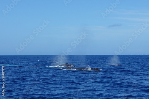 Group of humpback whales surfacing and blowing in the Cove of Vava'u, Tonga
