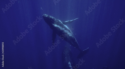 Humpback whales, Megaptera novaeangliae, Neiafu, Vavau, Tonga © Sahara Frost