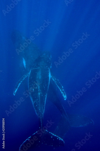 Humpback whales, Neiafu, Vavau, Tonga © Sahara Frost