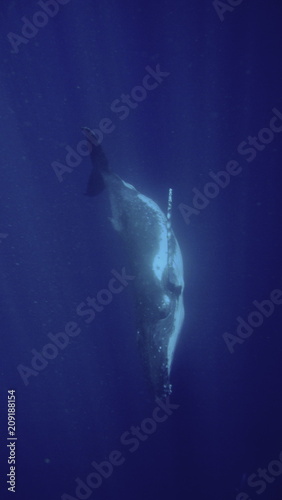 Descending Humpback whale, Neiafu, Vavau, Tonga