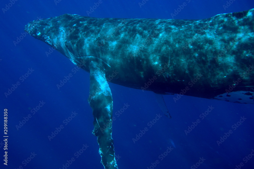 Naklejka premium Humpback whale, Neiafu, Vavau, Tonga